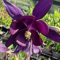 Aquilegia kuhistanica